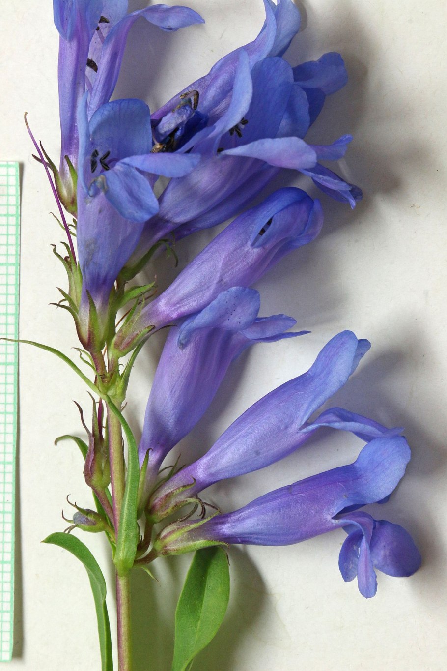 Penstemon compactus