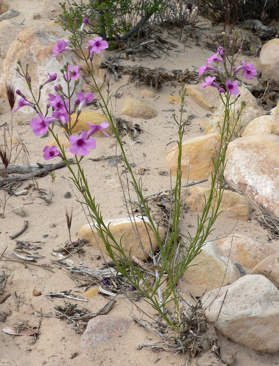 Penstemon ambiguus var laevissimus