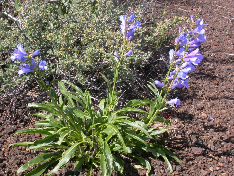 Penstemon procerus
