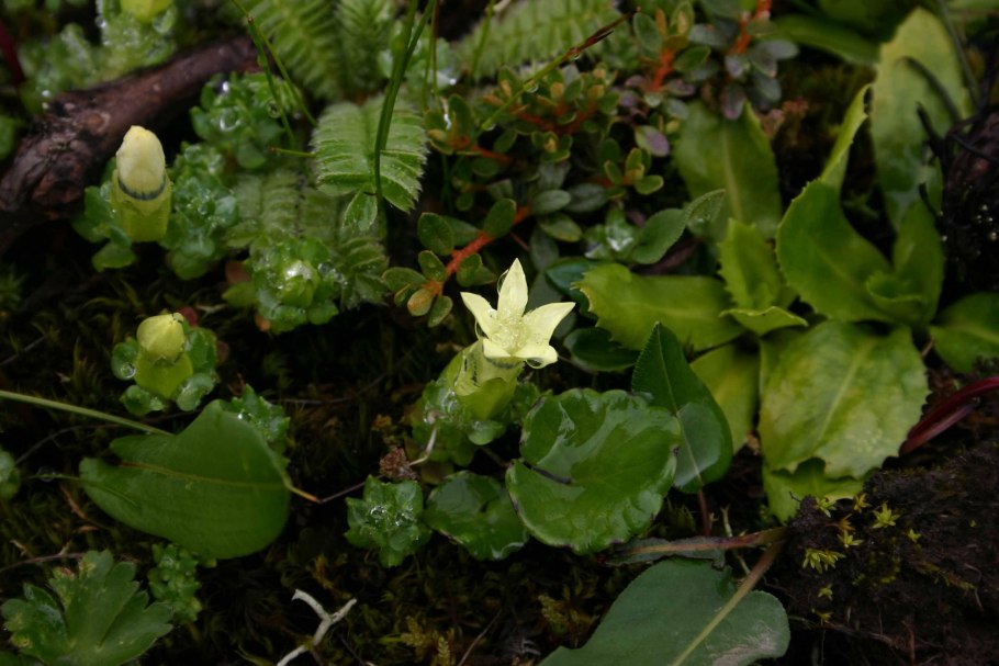 Penstemon Cyananthus