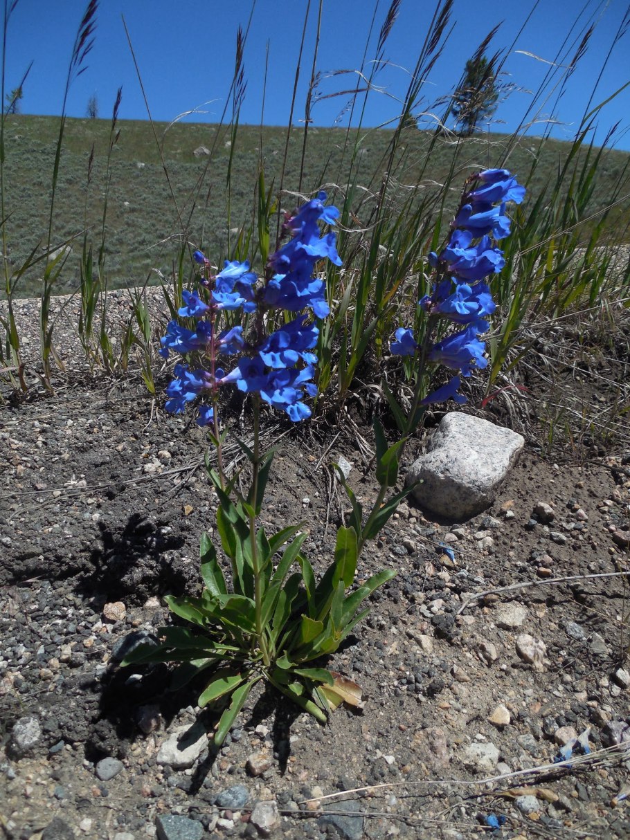 Пенстемон Веренс голубой