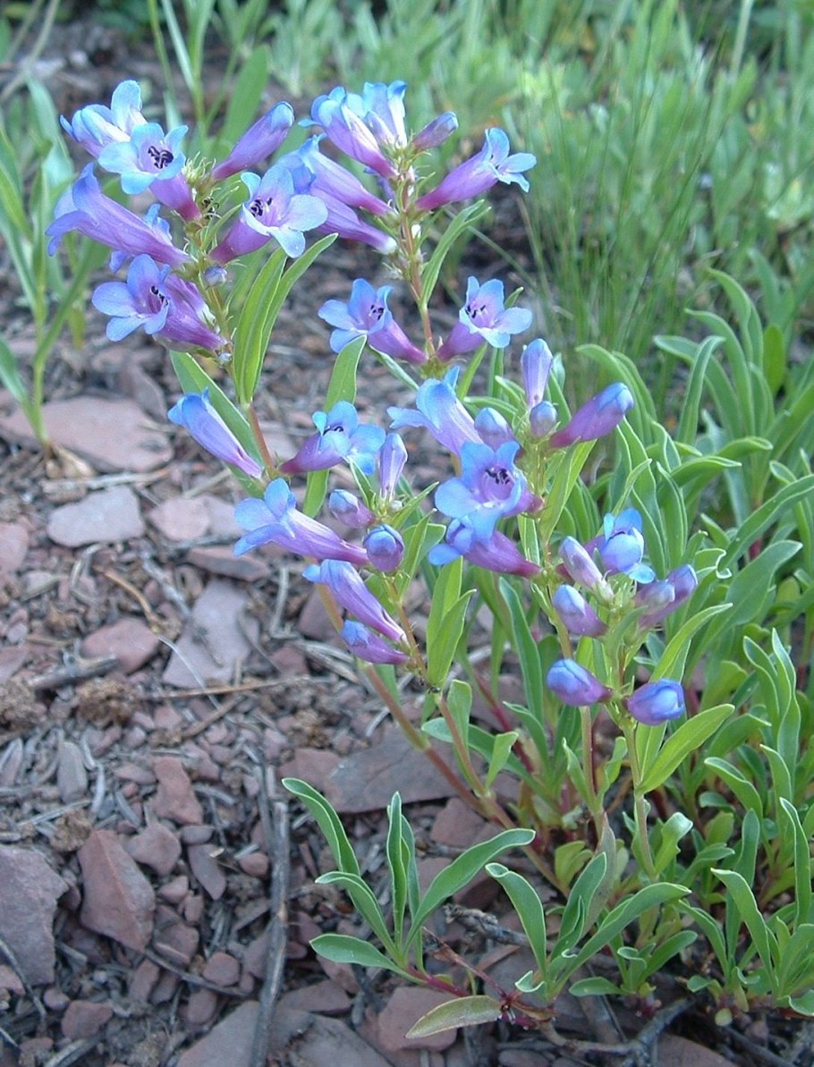 Penstemon alluviorum