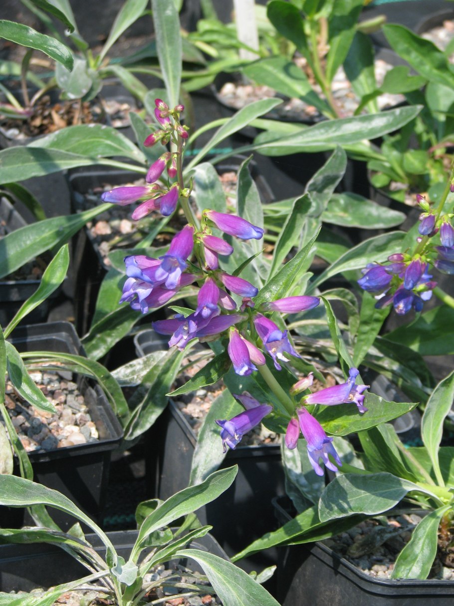 Аквилегия экзотика