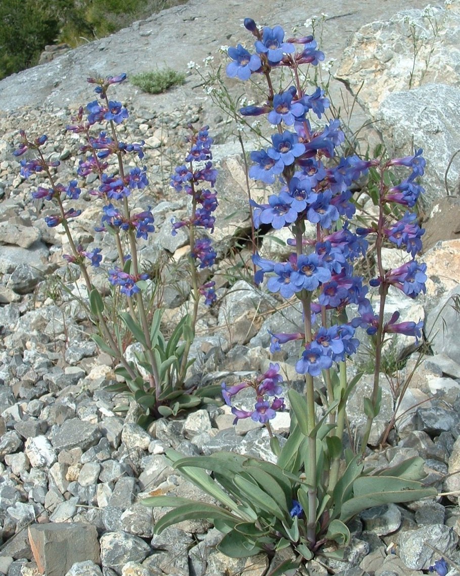 Penstemon serrulatus