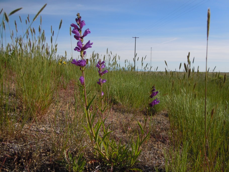 Penstemon laricifolius SSP. Exilifolius