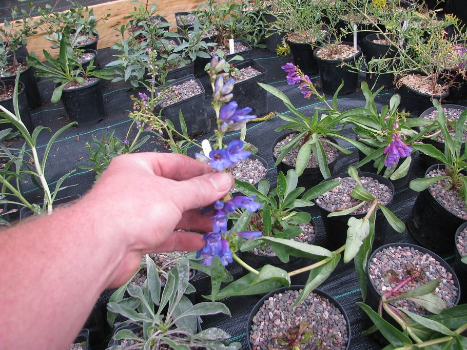 Биденс Флэр компакт биколор