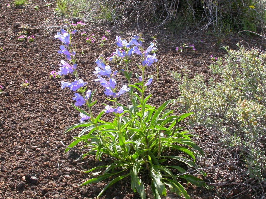 Пенстемон скальный