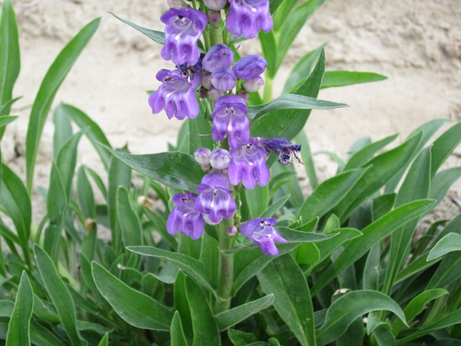 Пенстемон стриктус