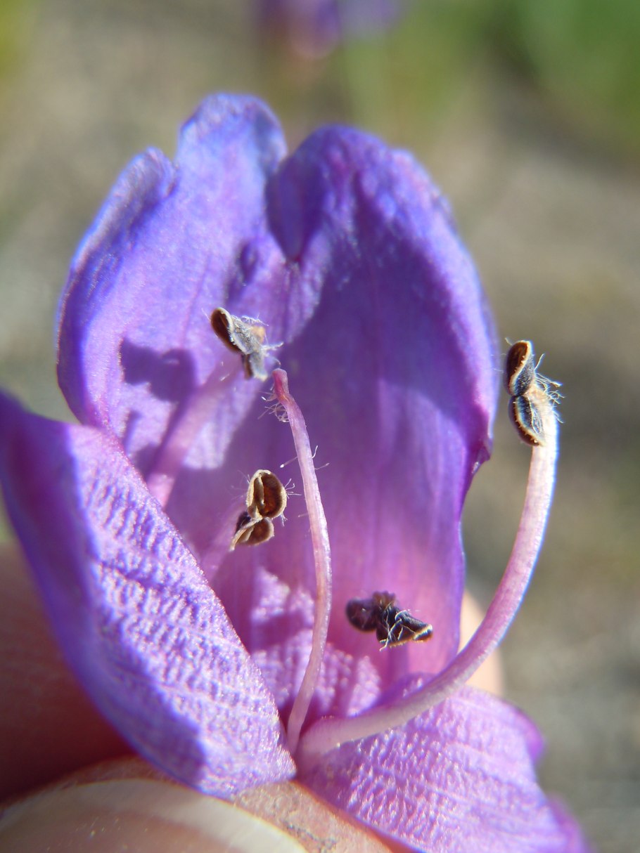 Пенстемон электрик Блю