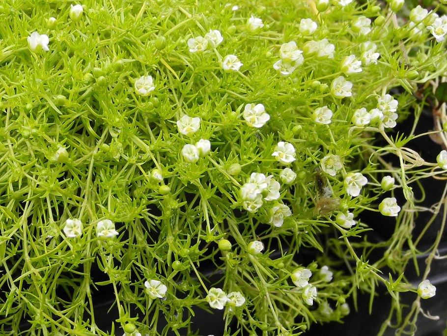 Мшанка шиловидная и молодило