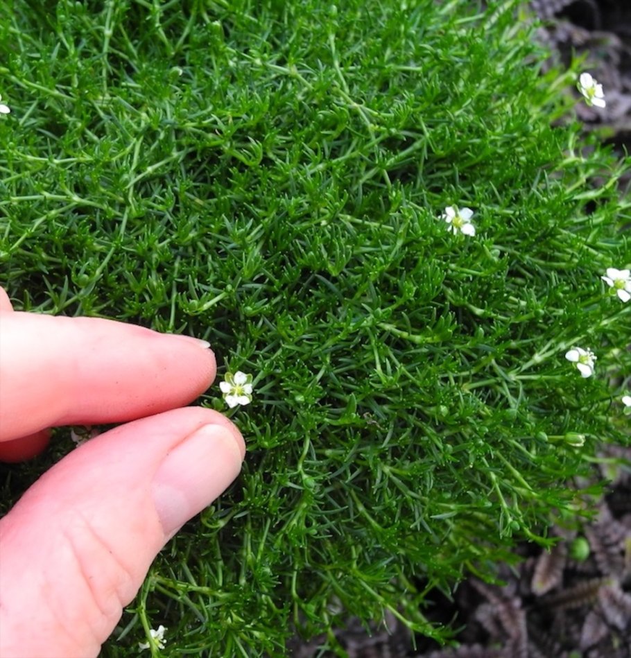 Растение Мшанка шиловидная