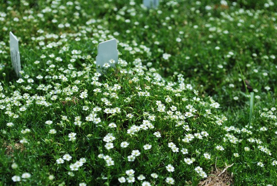 Сагина шиловидная Мшанка