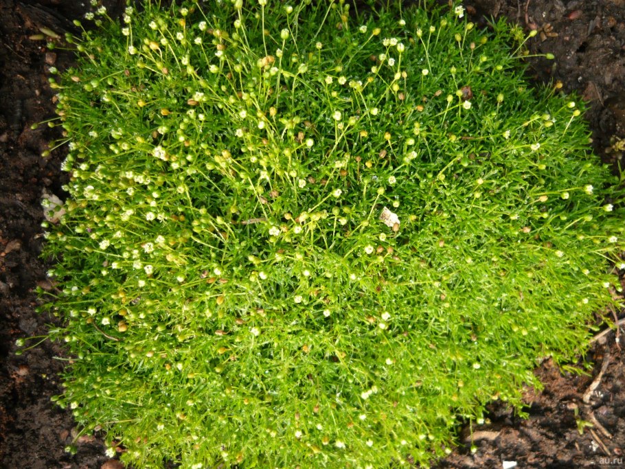 Мшанка шиловидная грин мосс