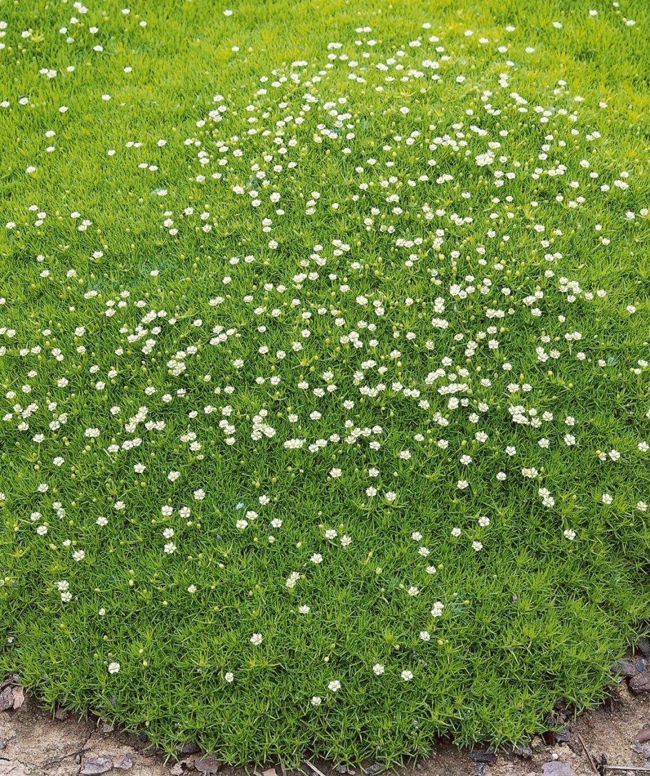 Мшанка шиловидная Грин Мосс