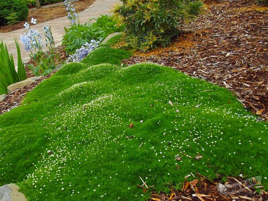 Мшанка шиловидная ирландский мох