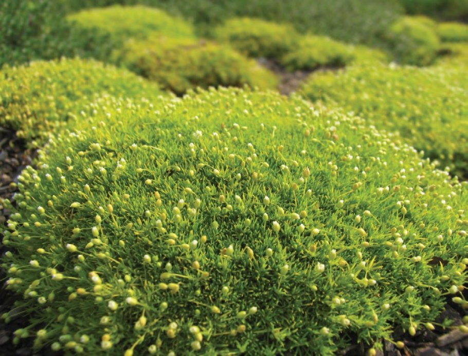 Мшанка шиловидная лайм Мосс