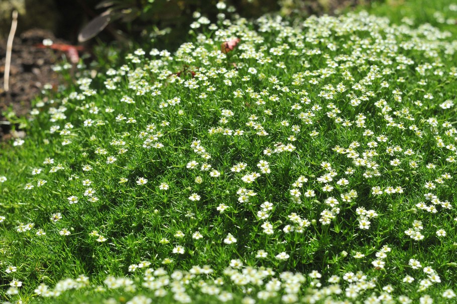 Мшанка шиловидная Ауреа