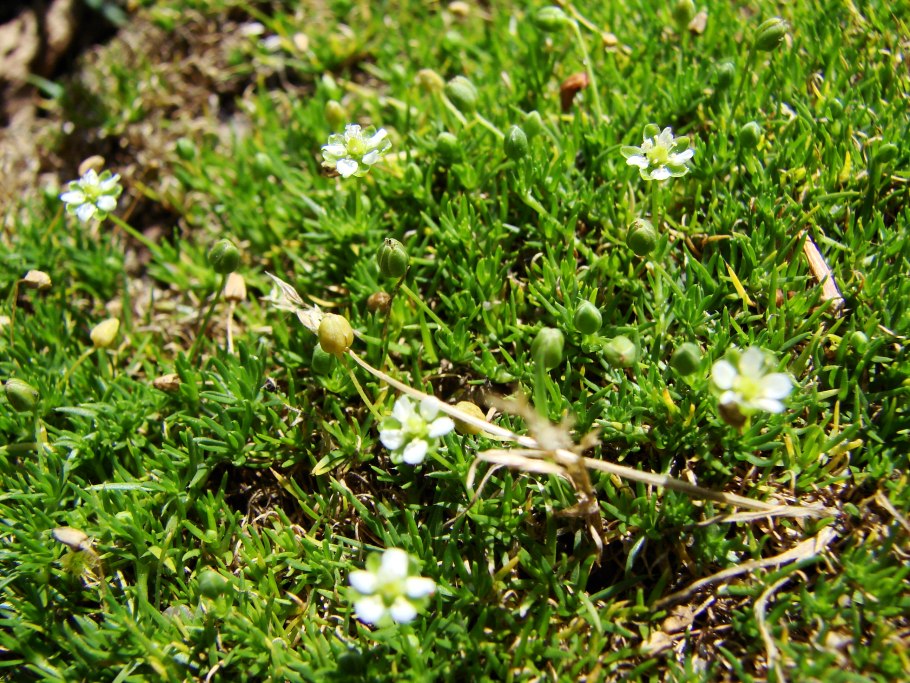 Мшанка шиловидная sagina subulata