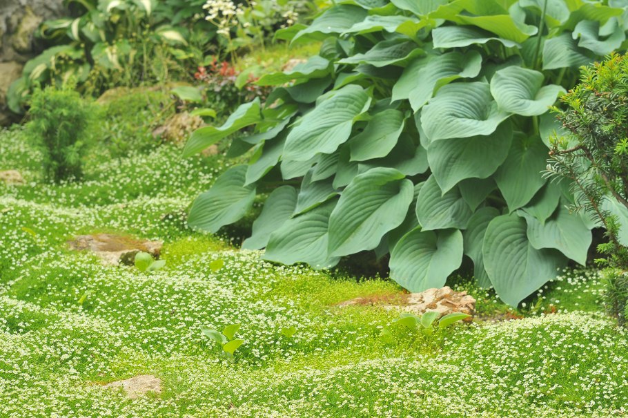 Хоста блю энджел