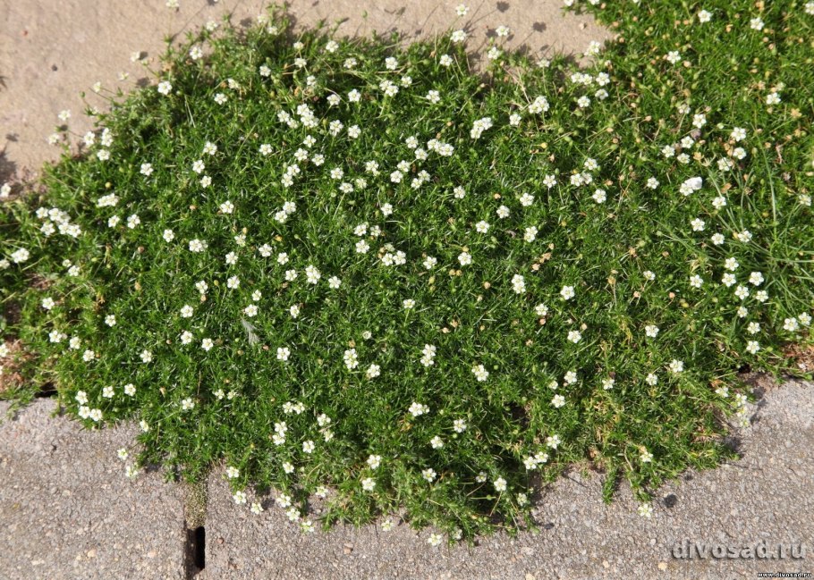 Мшанка мшанковая