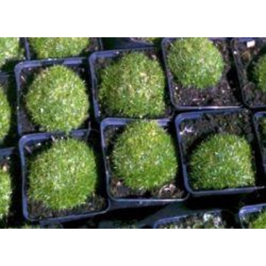 Мшанка ирландский мох