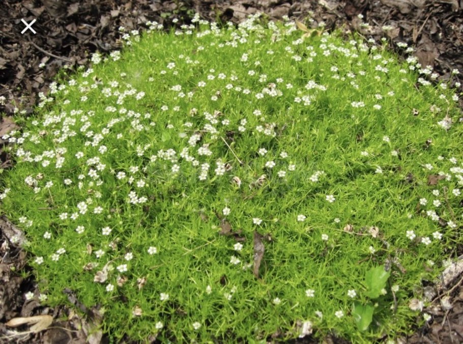 Мшанка шиловидная sagina subulata