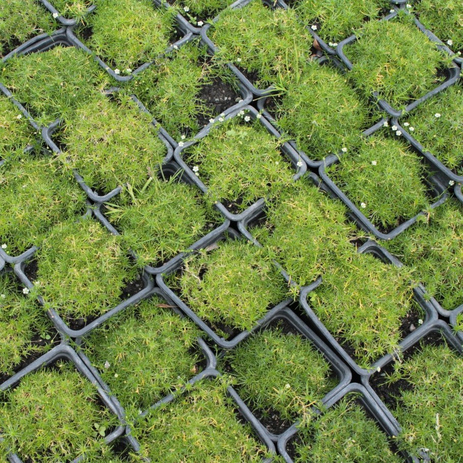 Мшанка шиловидная ирландский мох