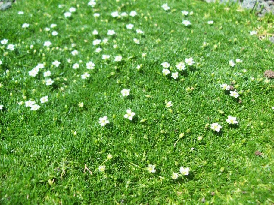 Ирландский мох мшанка