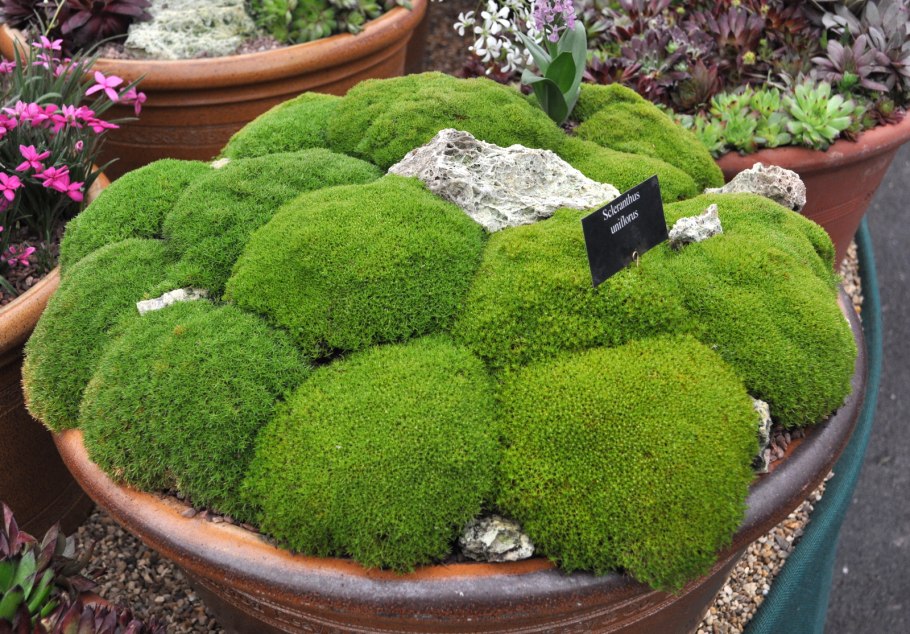 Мшанка шиловидная ирландский мох