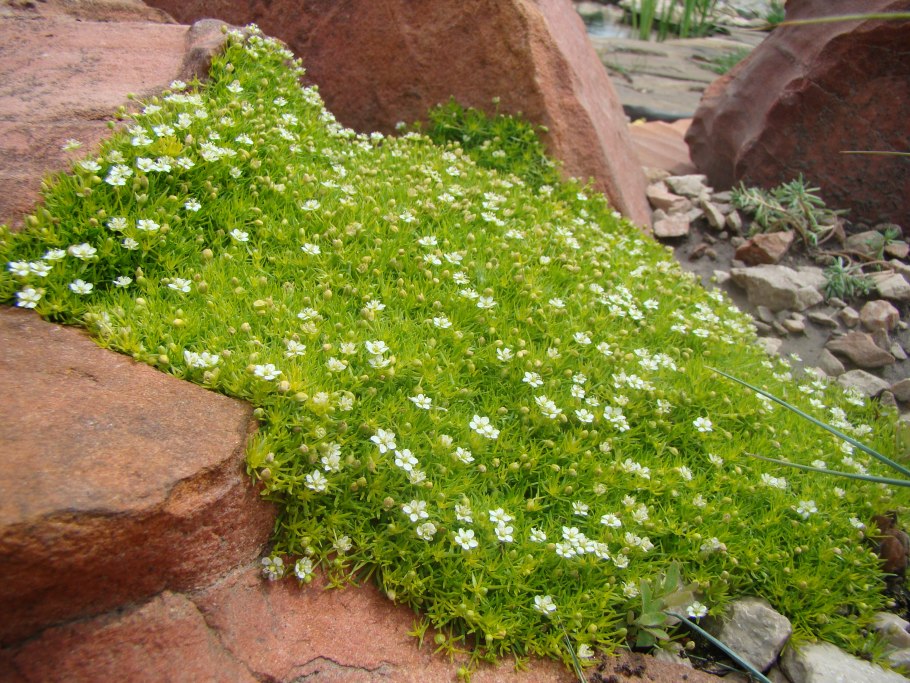Мшанка шиловидная лайм мосс