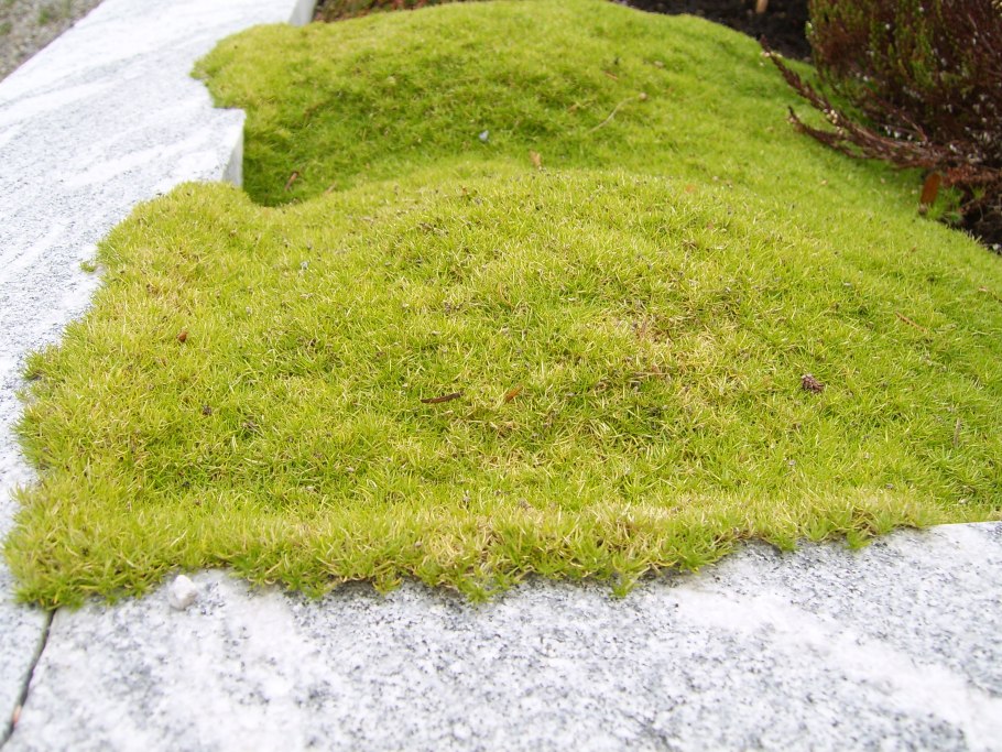 Ирландский мох мшанка