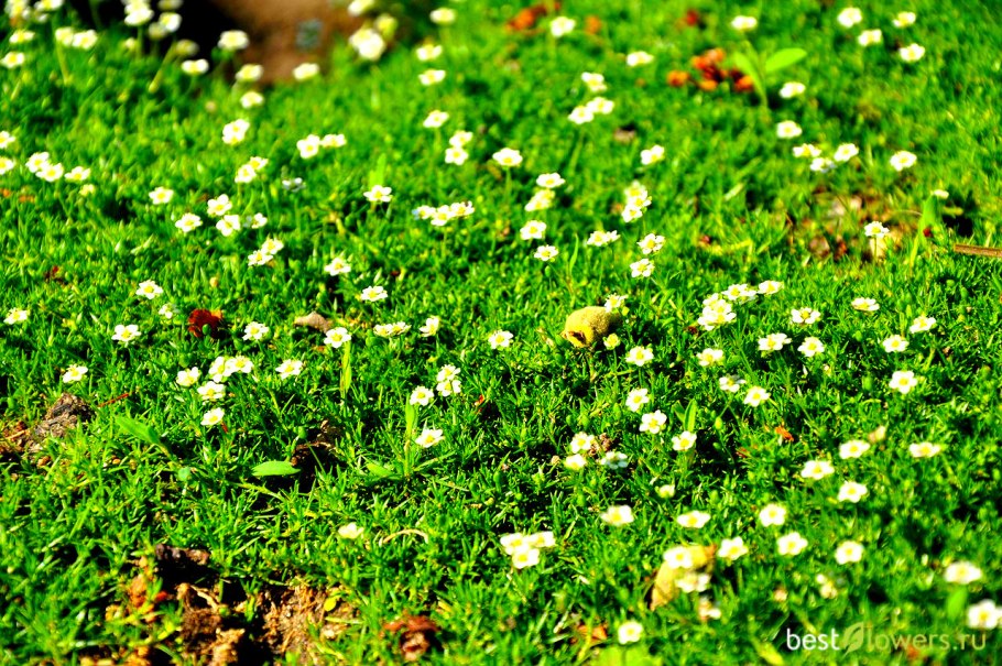 Сагина субулата