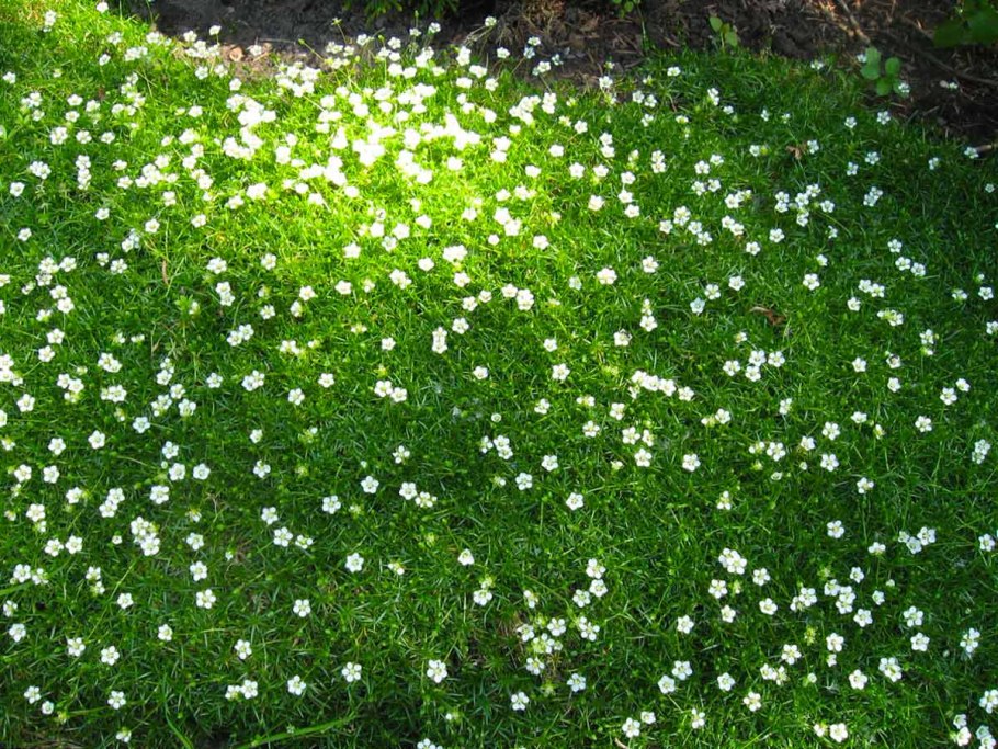 Мшанка шиловидная sagina subulata