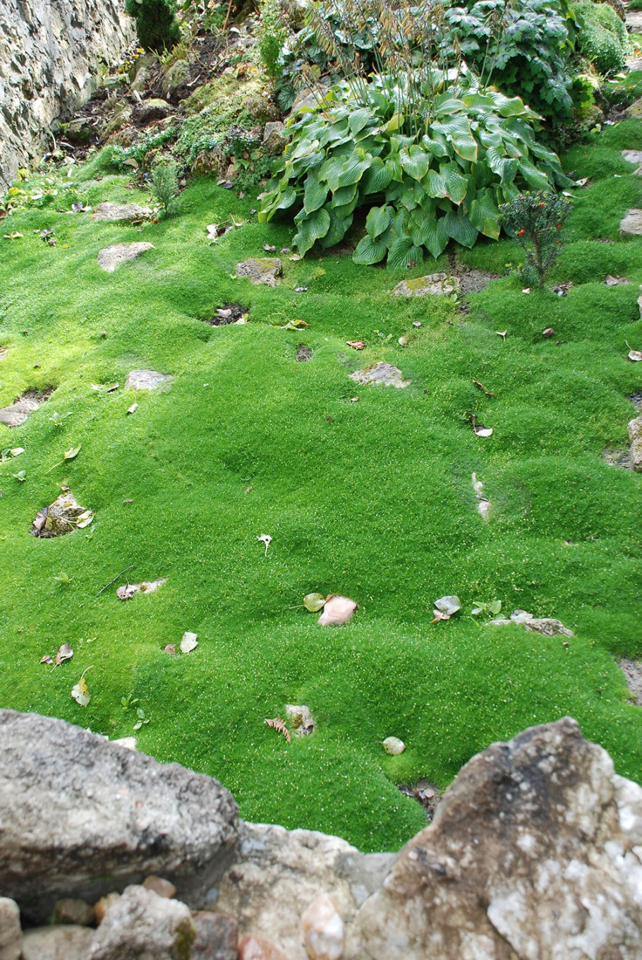 Мшанка шиловидная сюрприз