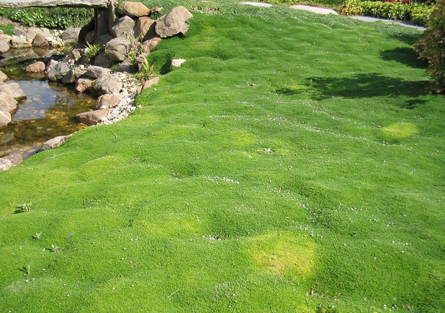 Растение Мшанка шиловидная