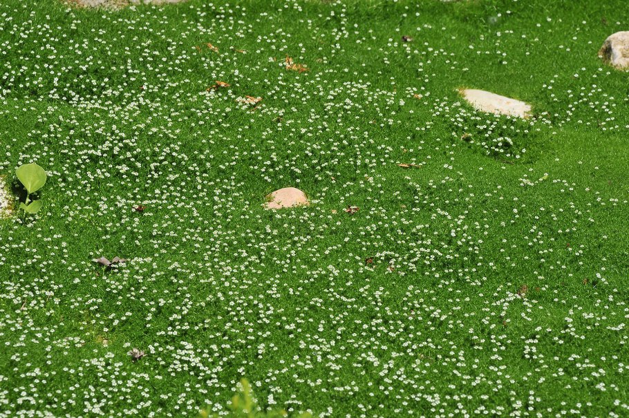 Мшанка лайм Мосс