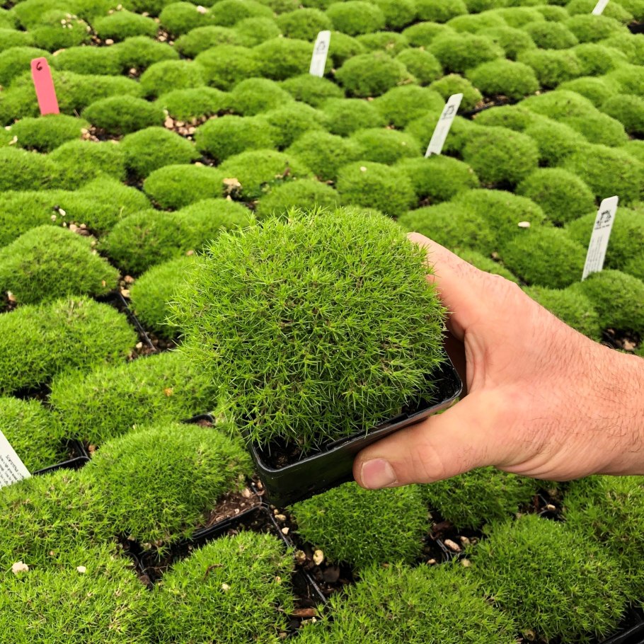 Scleranthus uniflorus