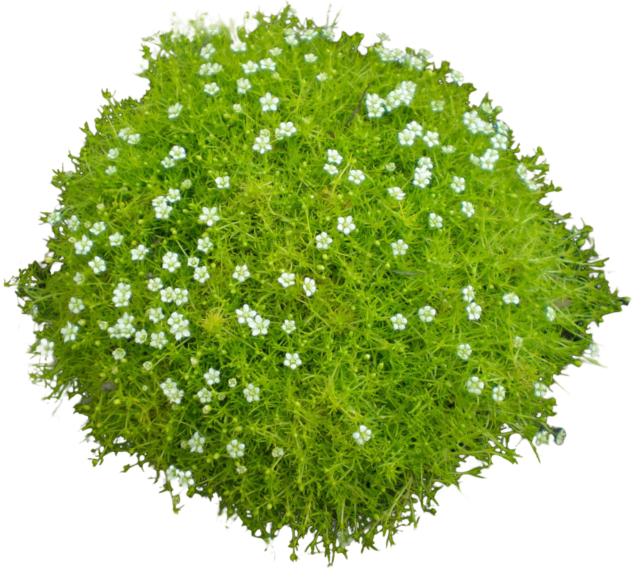 Мшанка шиловидная Грин Мосс