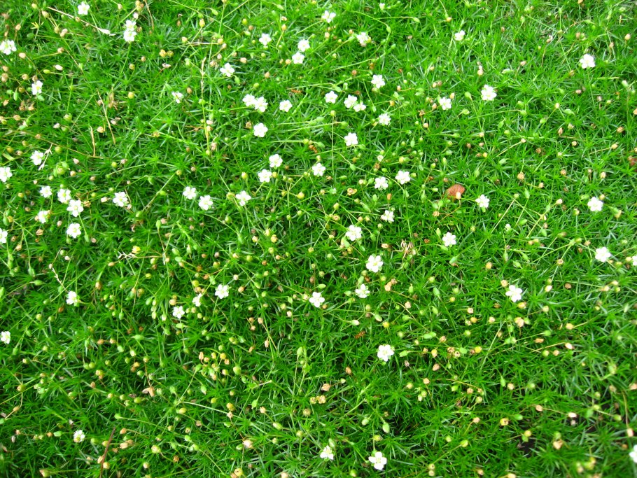 Мшанка шиловидная 'Green Moss'