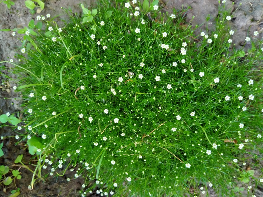 Мшанка ирландский мох