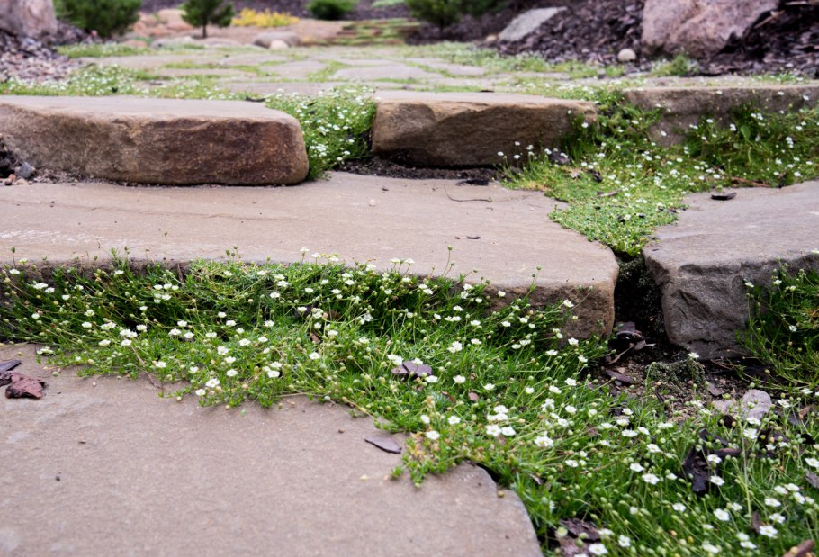 Сагина Мшанка