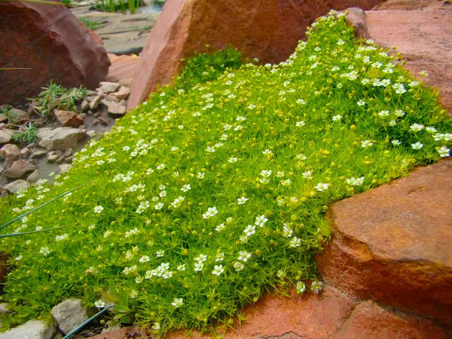 Мшанка шиловидная грин мосс