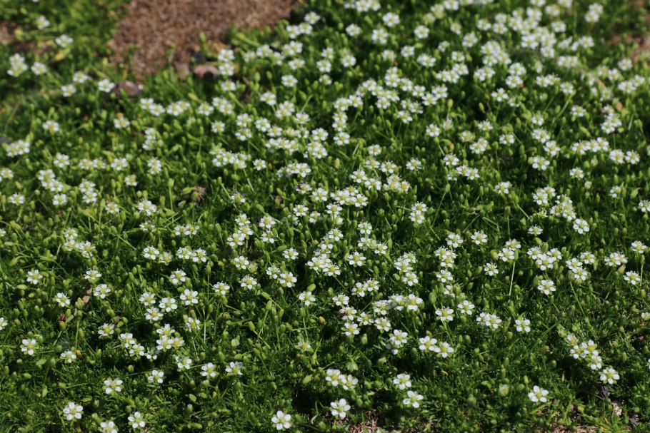 Мшанка ирландский мох