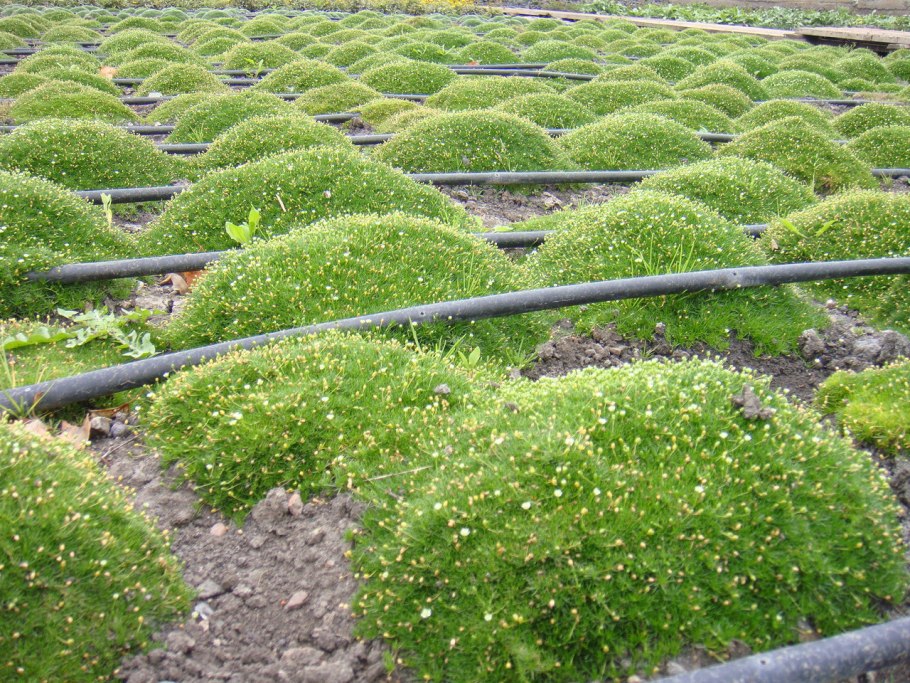 Мшанка ирландский мох