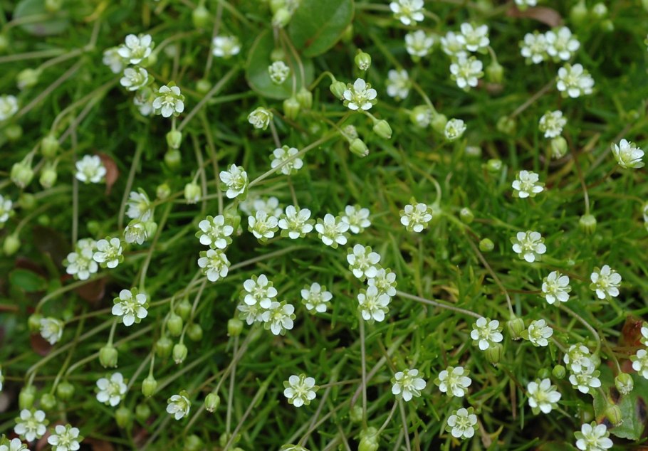 Мшанка шиловидная рассада