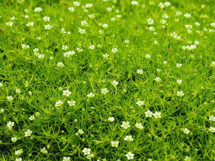 Мшанка шиловидная sagina subulata