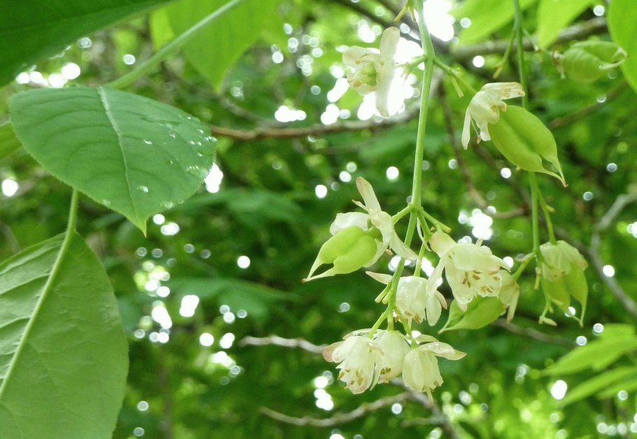 Staphylea bumalda растения