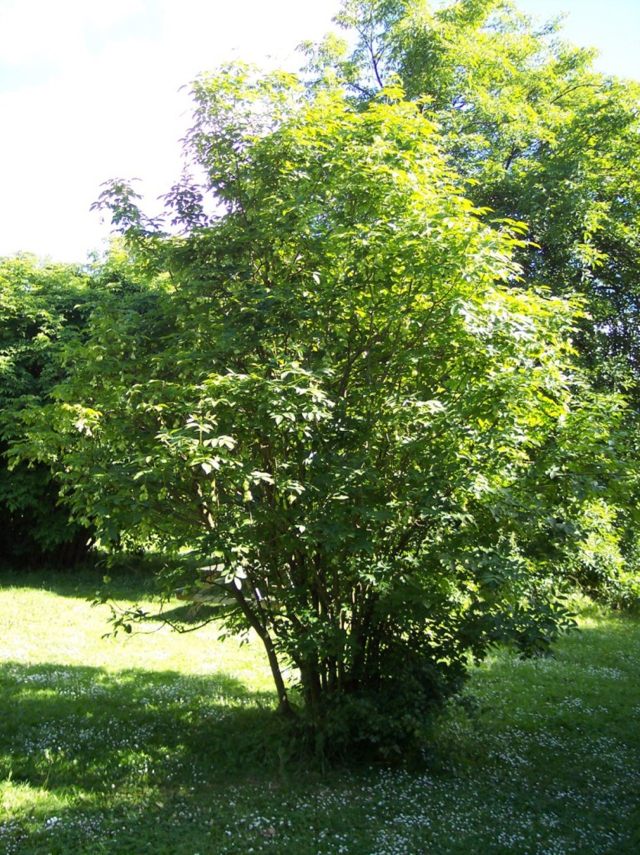 Клекачка перистая Staphylea pinnata