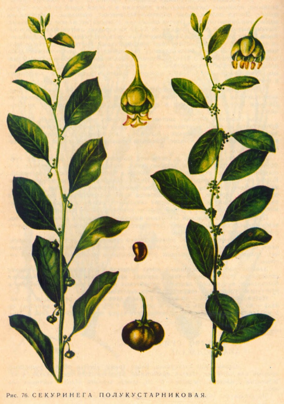 Манжишта rubia cordifolia