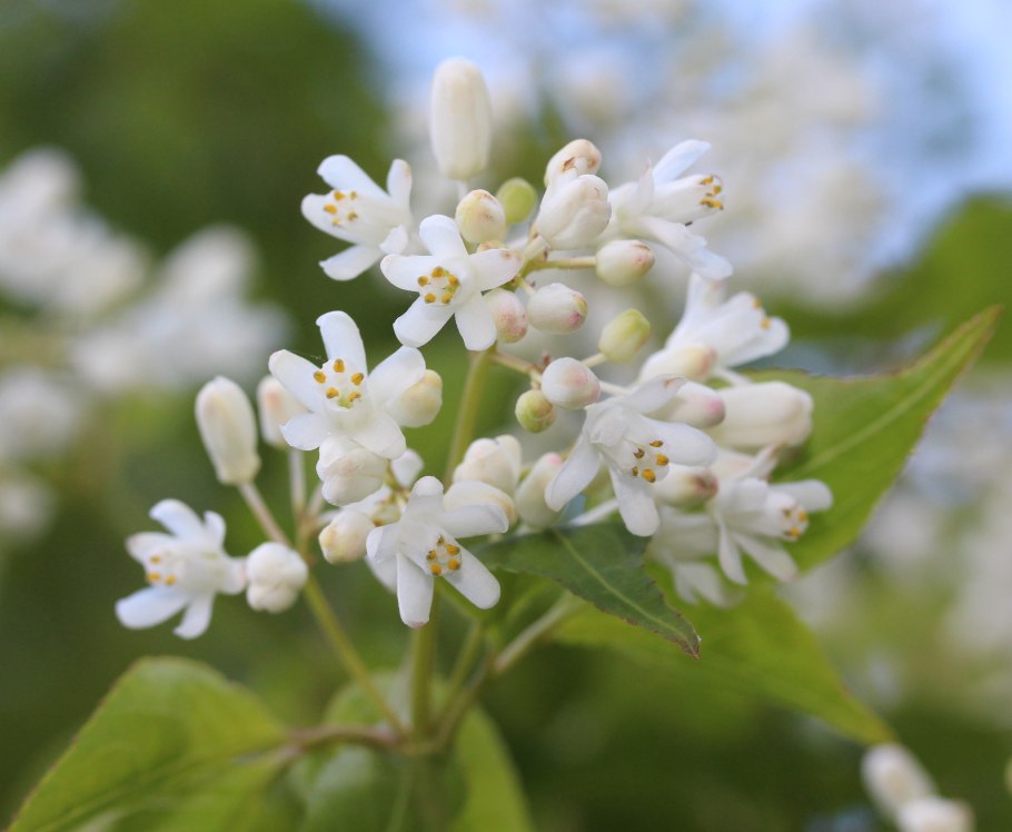 Клекачка Колхидская размножение